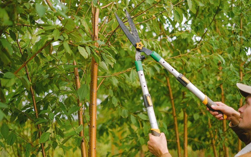 Tree trimming in Pesotum, IL