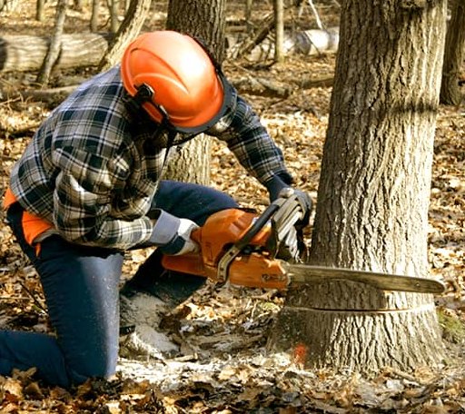 Tree Removal in Pesotum, IL